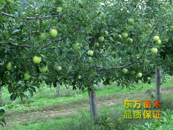 蘋果苗