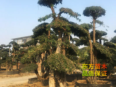 對(duì)節(jié)白蠟