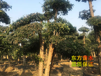 對(duì)節(jié)白蠟